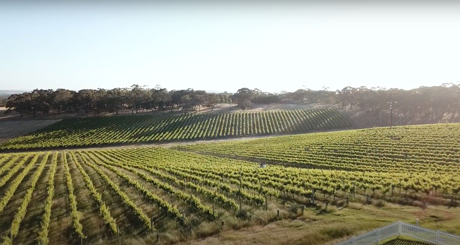 Our Vineyards